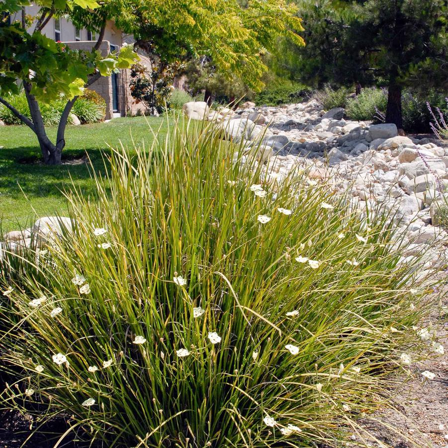 Dietes bicolor 