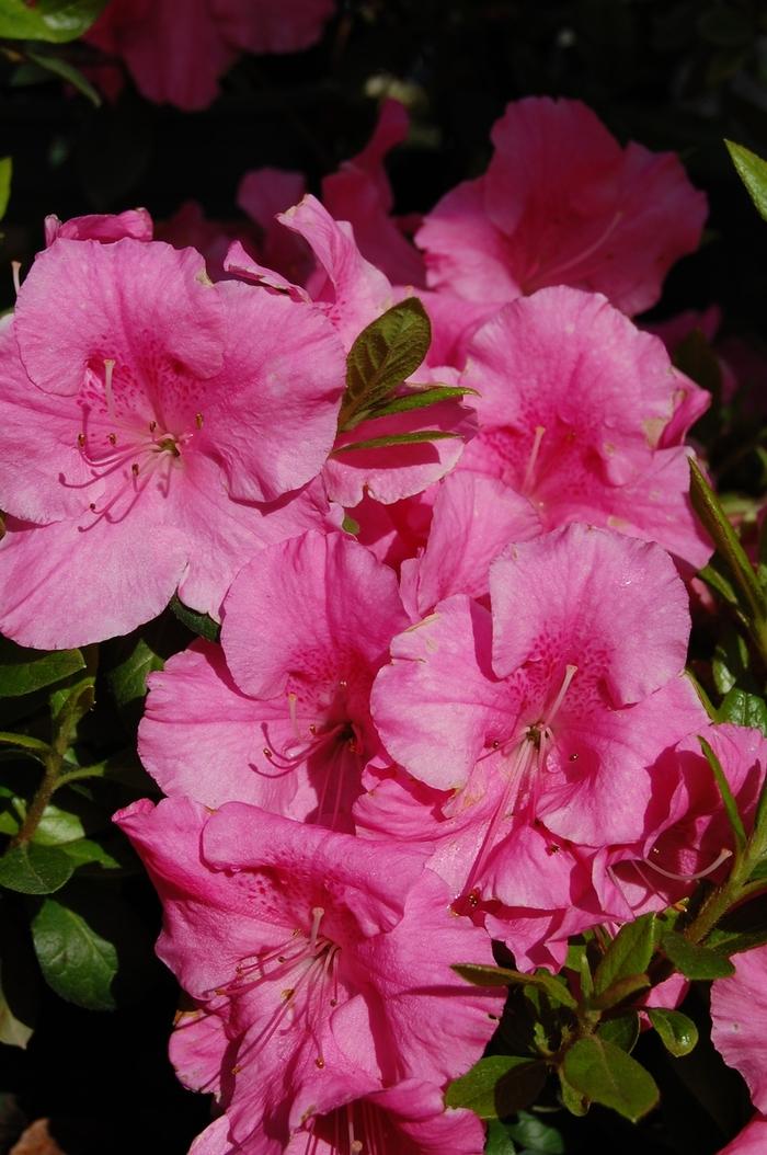 Azalea Southern Indica hybrid Mistral