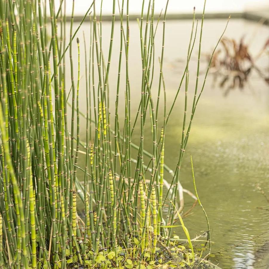 Equisetum hyemale 