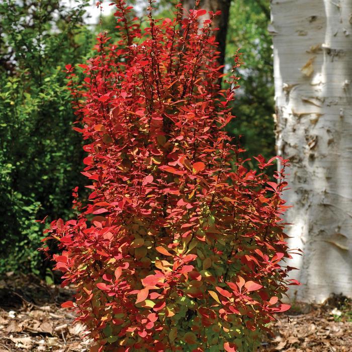 Berberis thunbergii Orange Torch