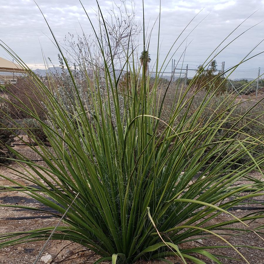 Hesperaloe campanulata Lionheart™