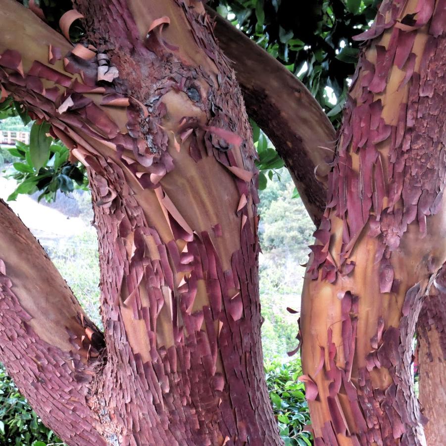 Arbutus unedo Marina