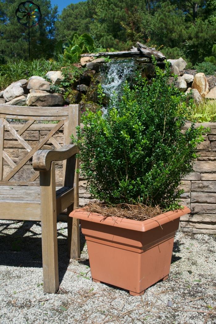 Buxus microphylla var japonica Baby Gem