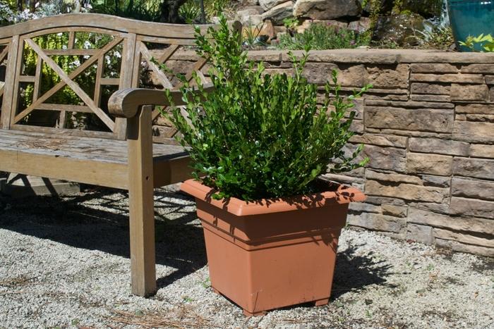 Buxus microphylla japonica Winter Gem
