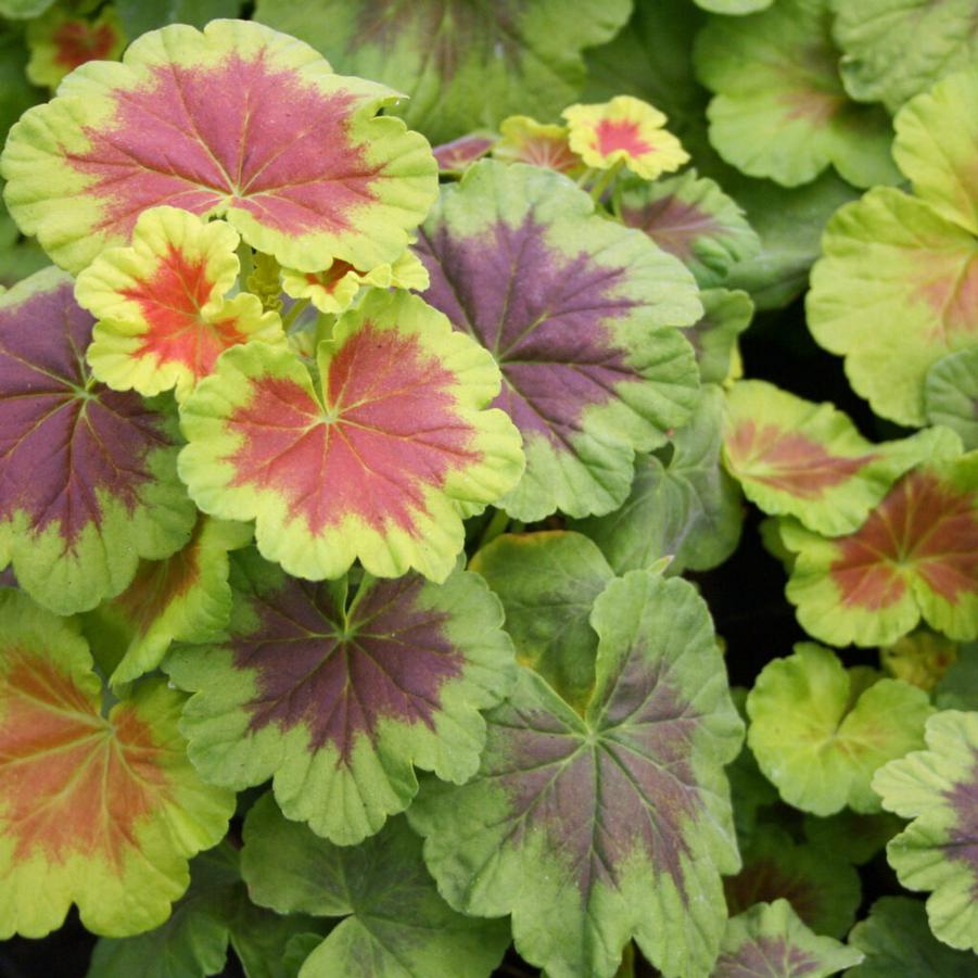 Pelargonium hortense Occold Shield