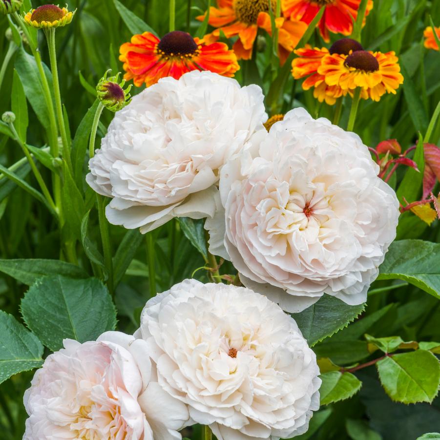 Rosa Emily Bronte