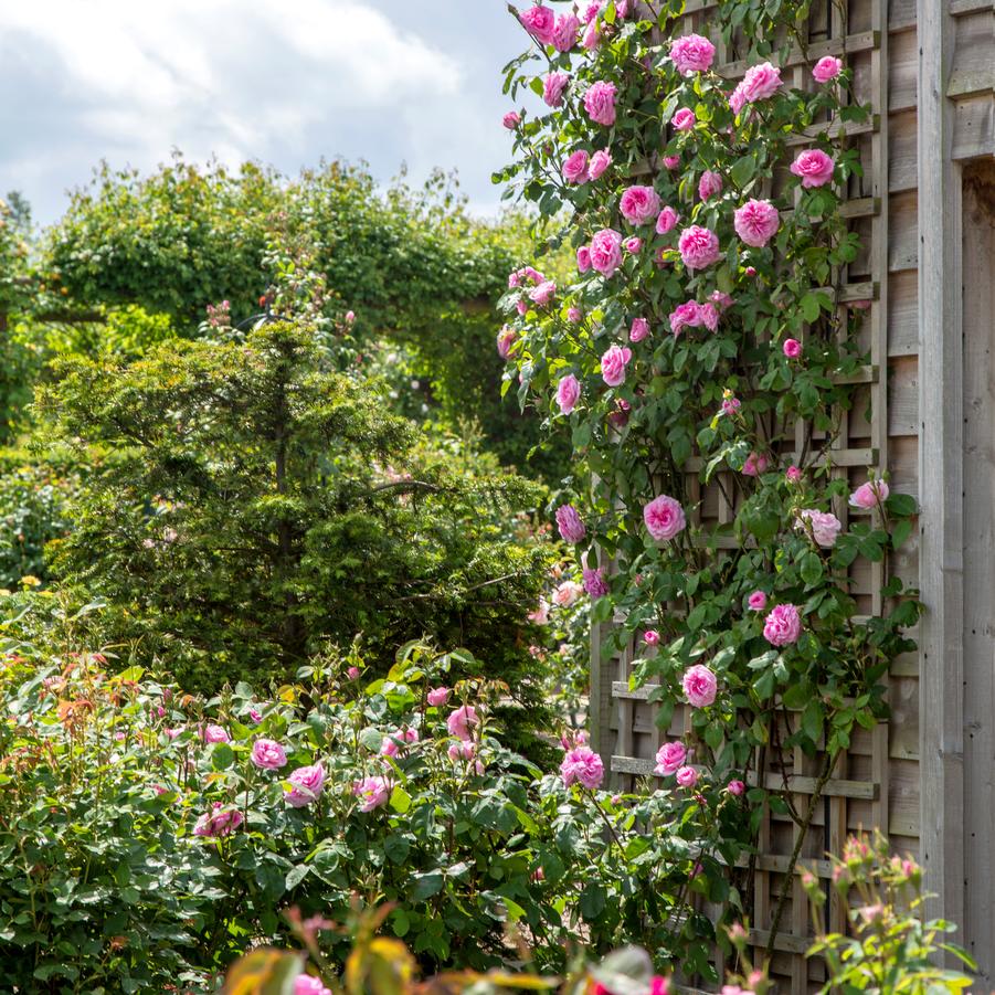Rosa Gertrude Jekyll