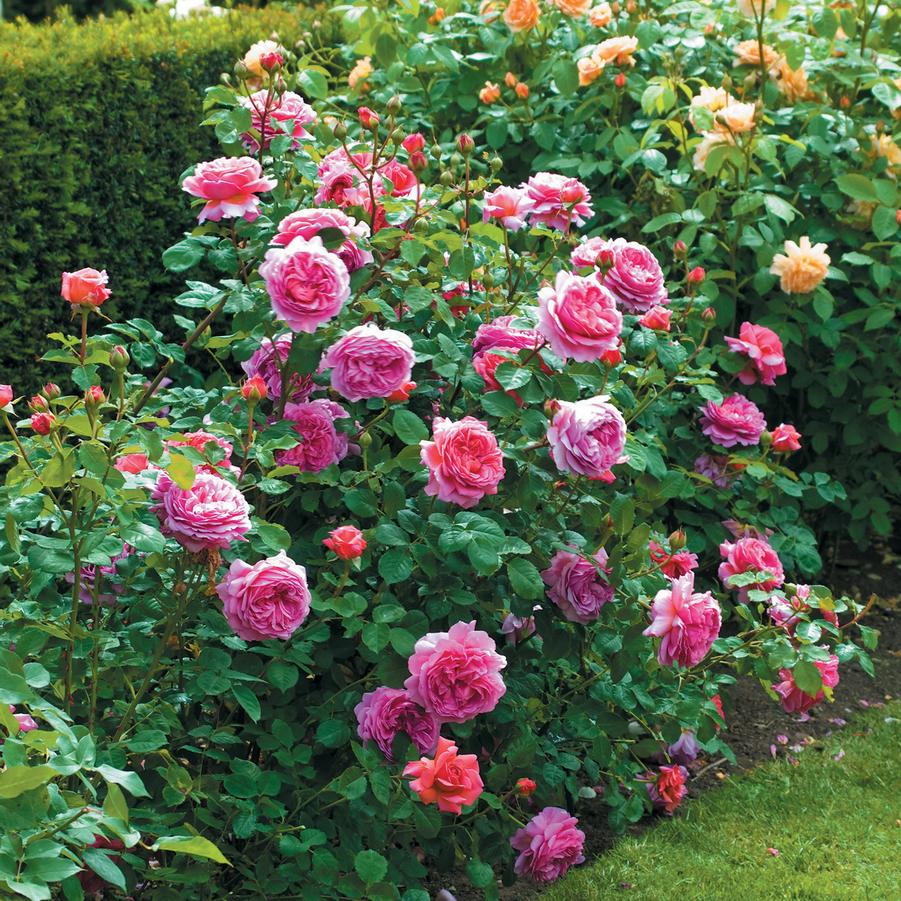 Rosa Princess Alexandra of Kent
