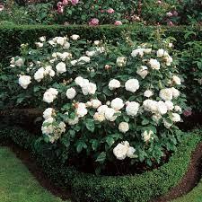 Rosa Winchester Cathedral