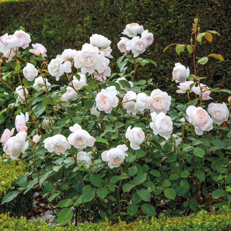 Rosa Desdemona