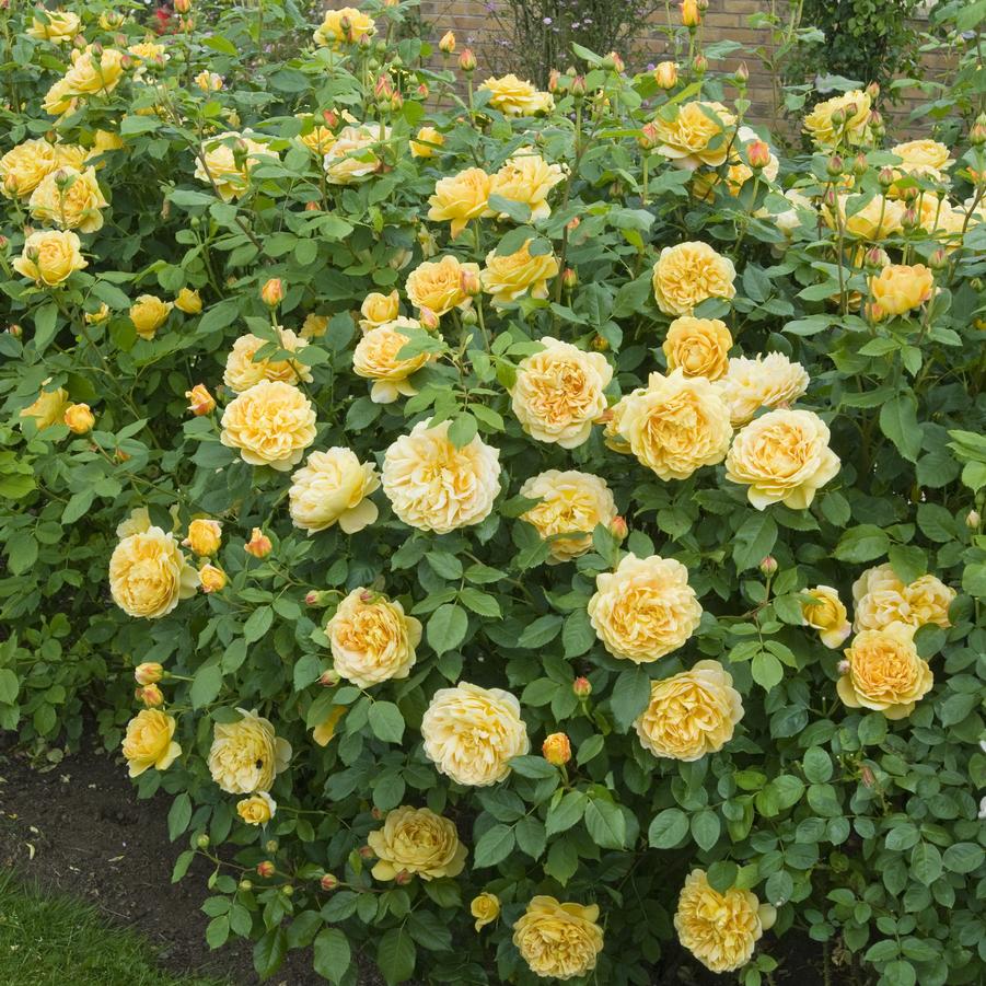 Rosa Golden Celebration