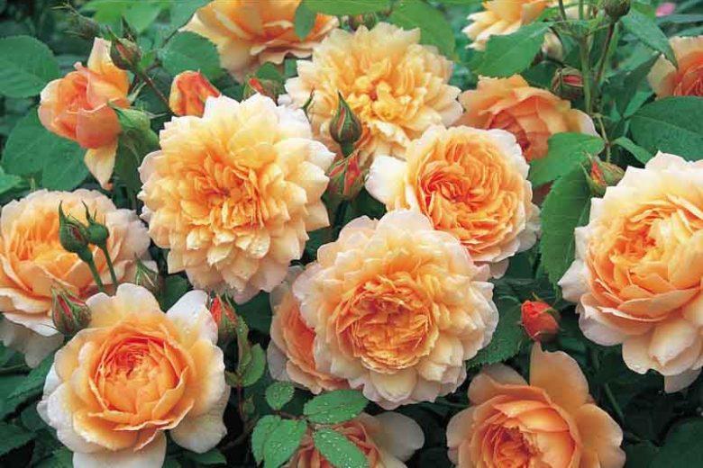 Rosa Grace