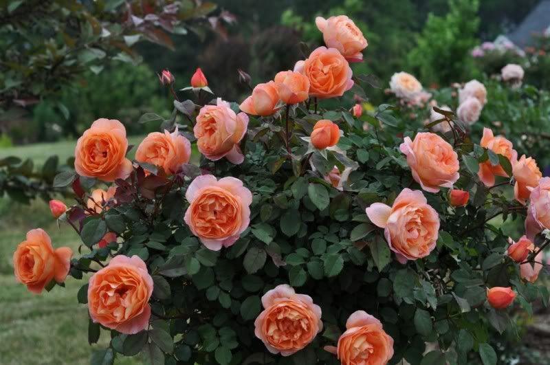 Rosa Lady Emma Hamilton