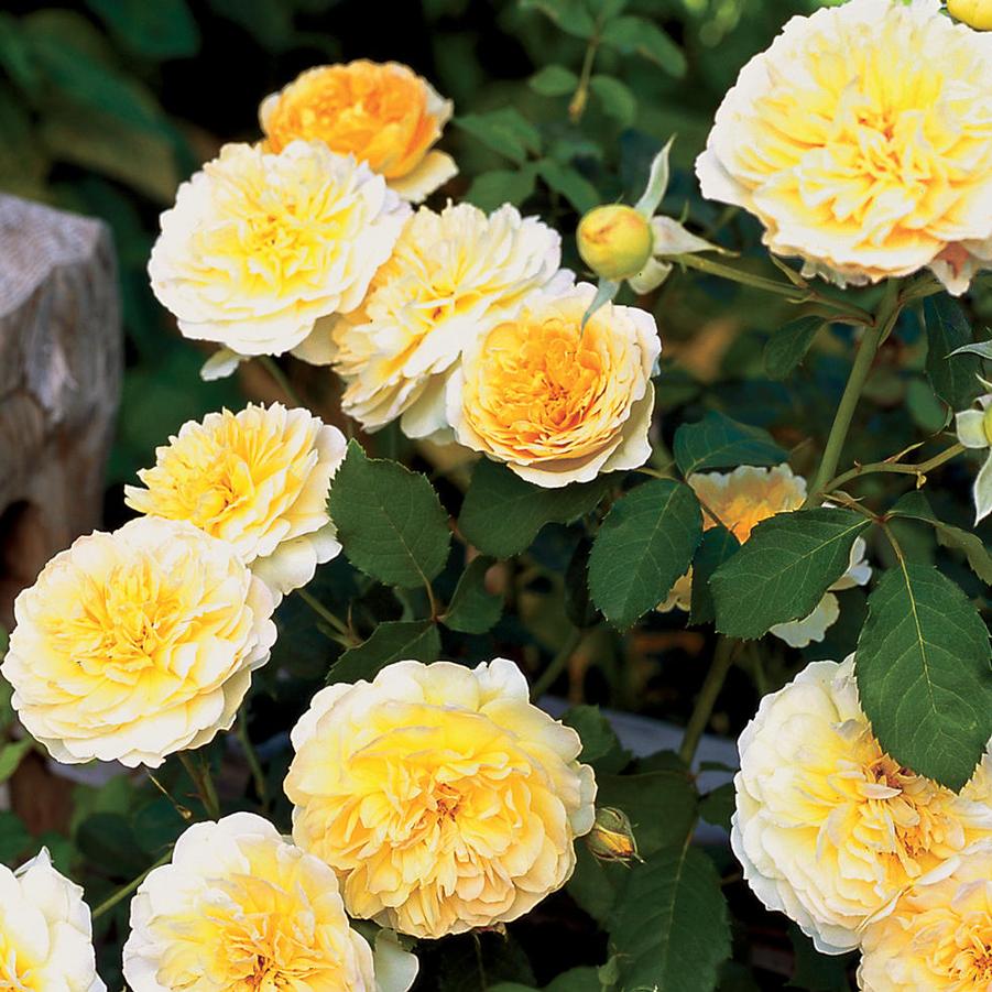 Rosa Molineaux