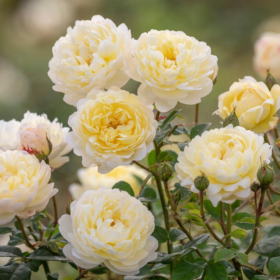 Rosa Nye Bevan
