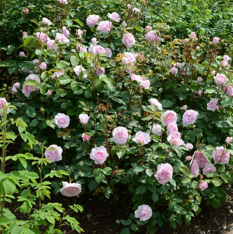Rosa Olivia Rose Austin