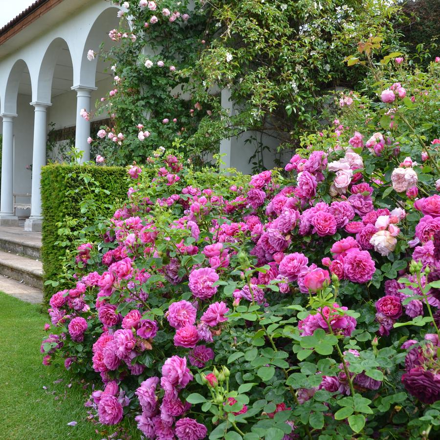 Rosa Princess Anne