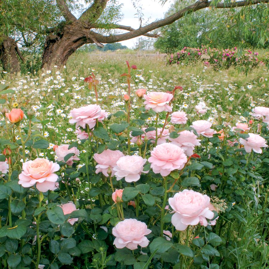 Rosa Queen Of Sweden