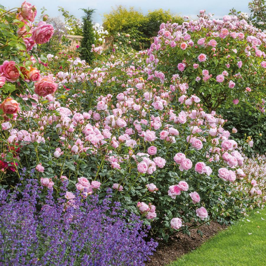 Rosa Scepter'd Isle