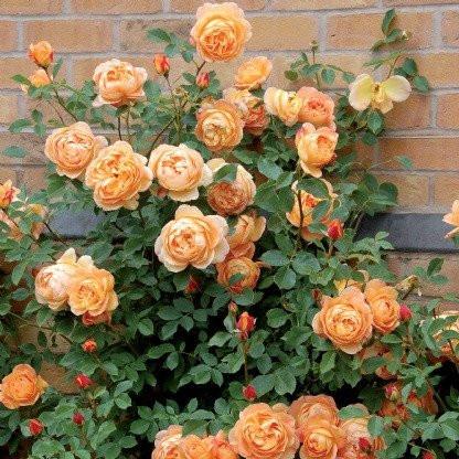 Rosa Lady of Shalott