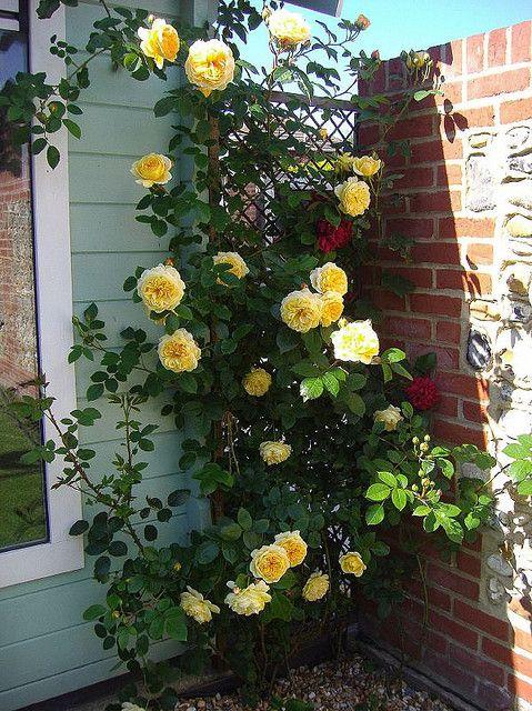 Rose Yellow Sunblaze