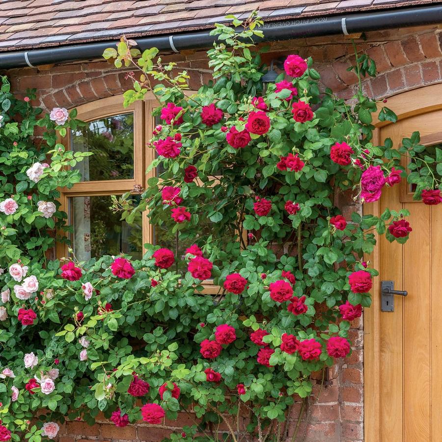 Rosa Tess of the D'Ubervilles