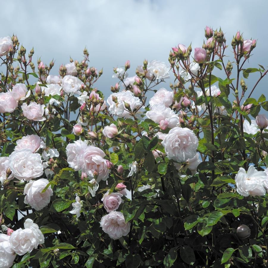 Rosa The Generous Gardener