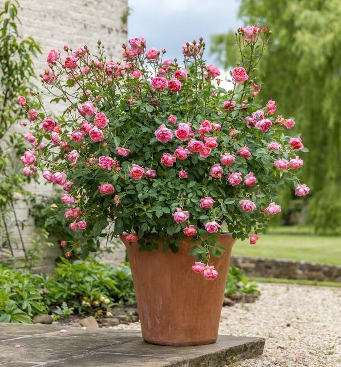 Rosa Boscobel