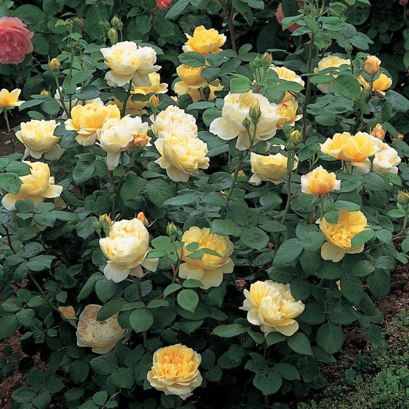 Rosa Charles Darwin