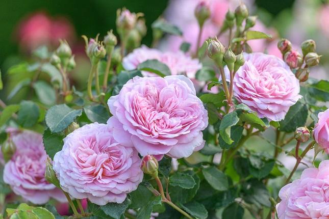 Rosa Silas Marner