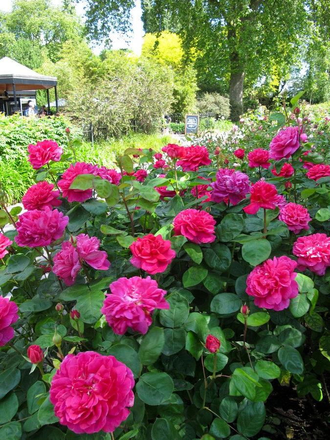 rosa Sophy's Rose