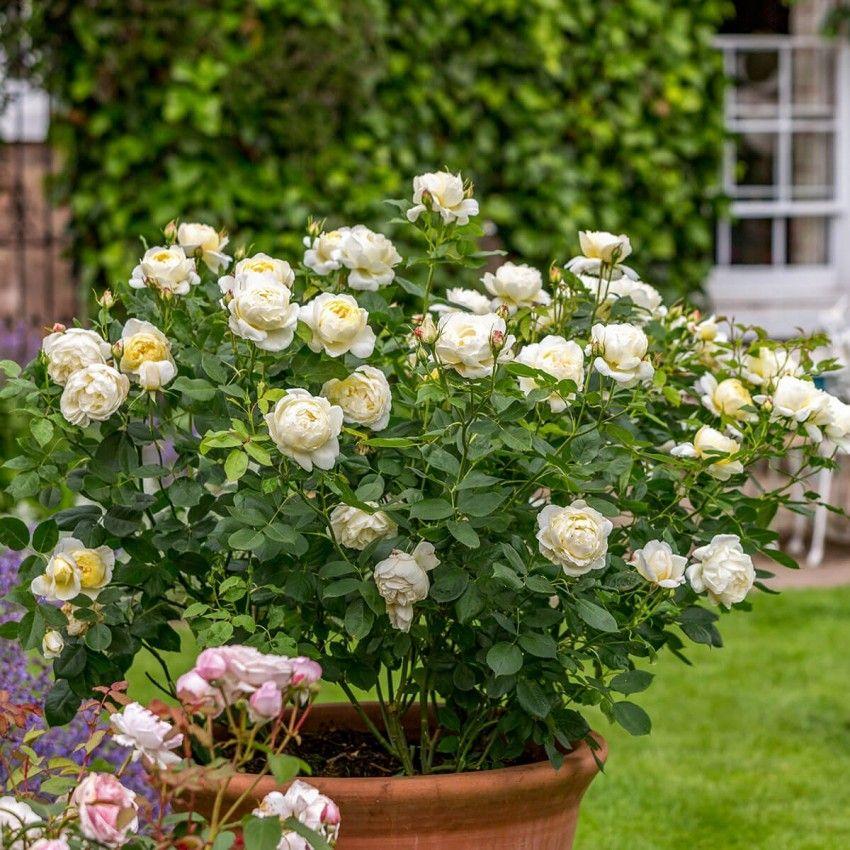 Rosa Vanessa Bell