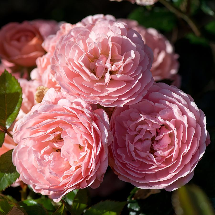 Rose Drift® Apricot Drift