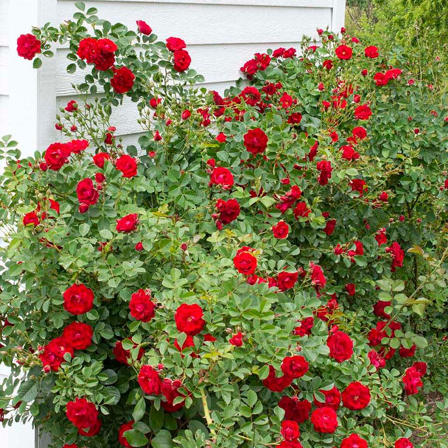 Rose Cherry Frost
