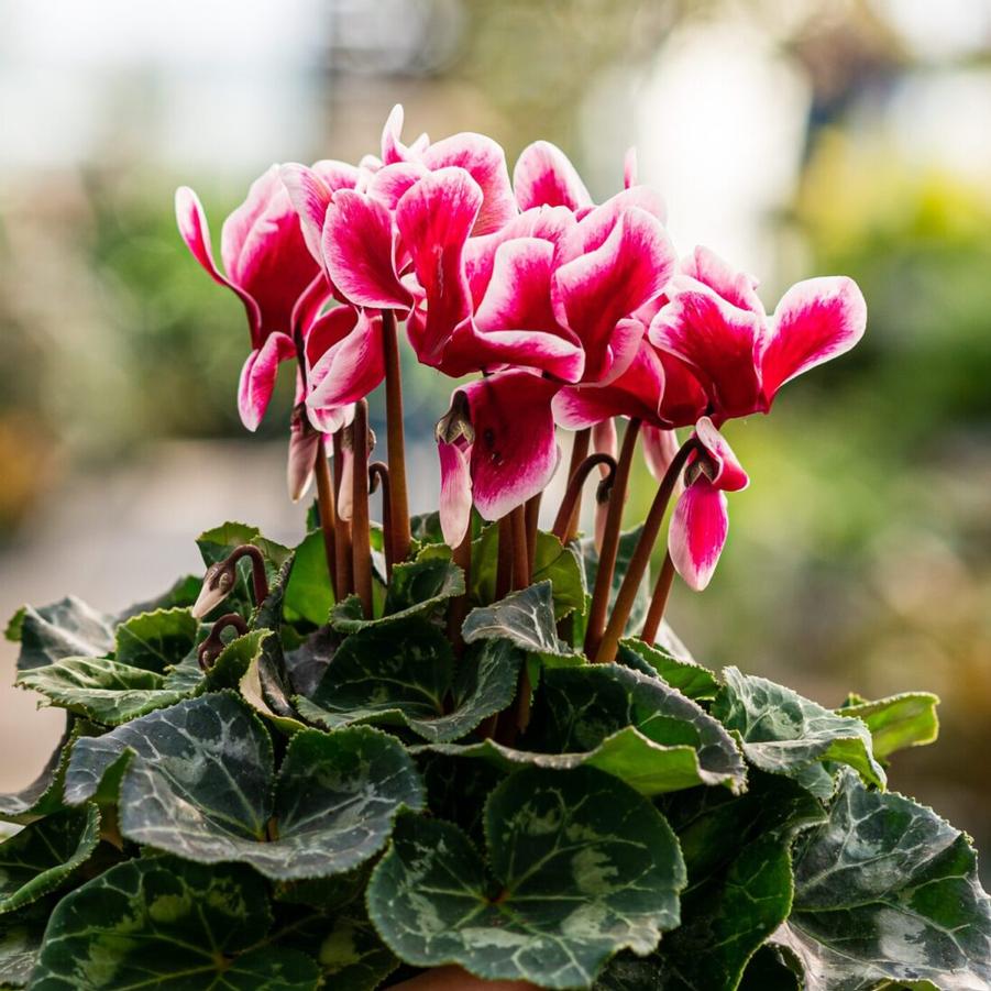 Cyclamen persicum latinia