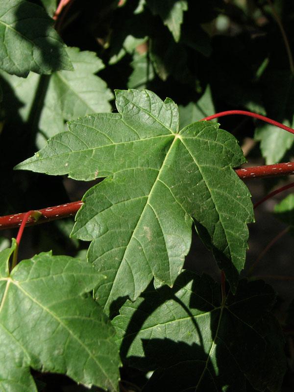 Acer rubrum Redpointe