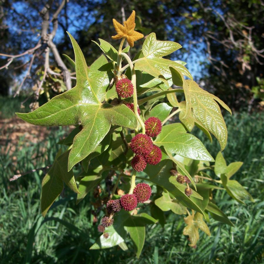 Platanus racemosa 