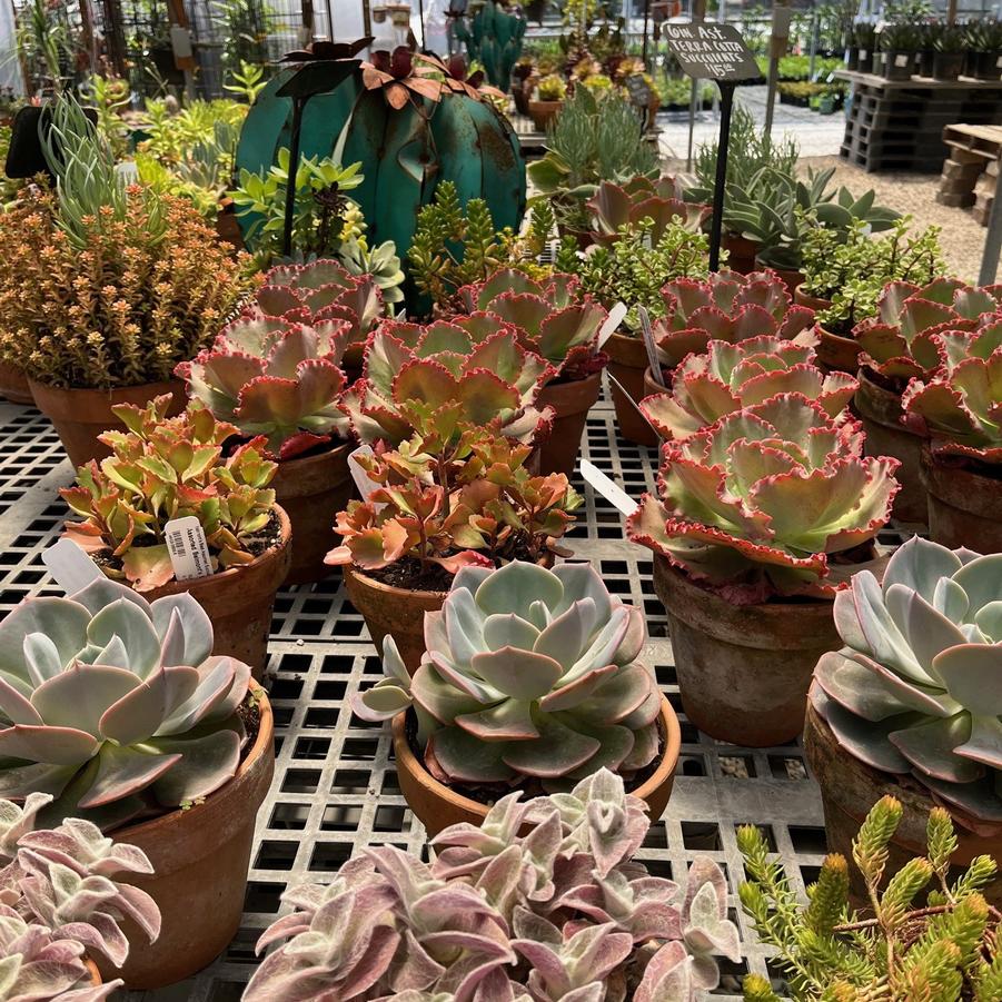 Cactus/Succulent 