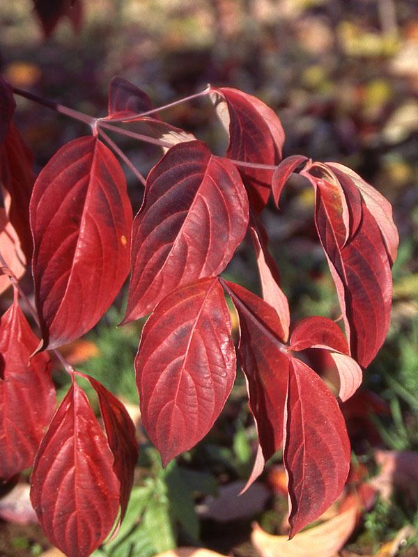 Cornus kousa Stellar Pink