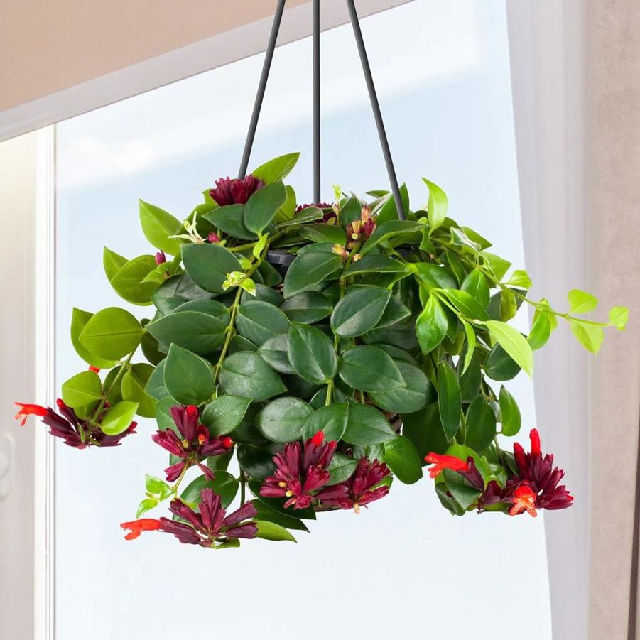 Aeschynanthus radicans 
