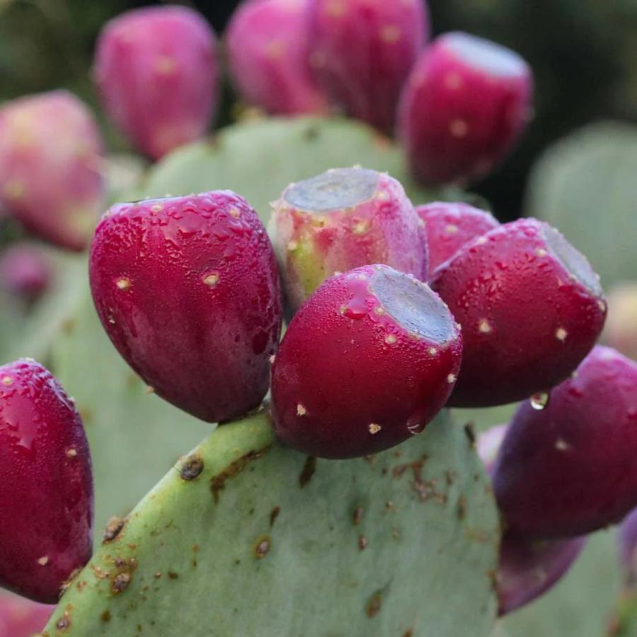 Opuntia ellisiana 