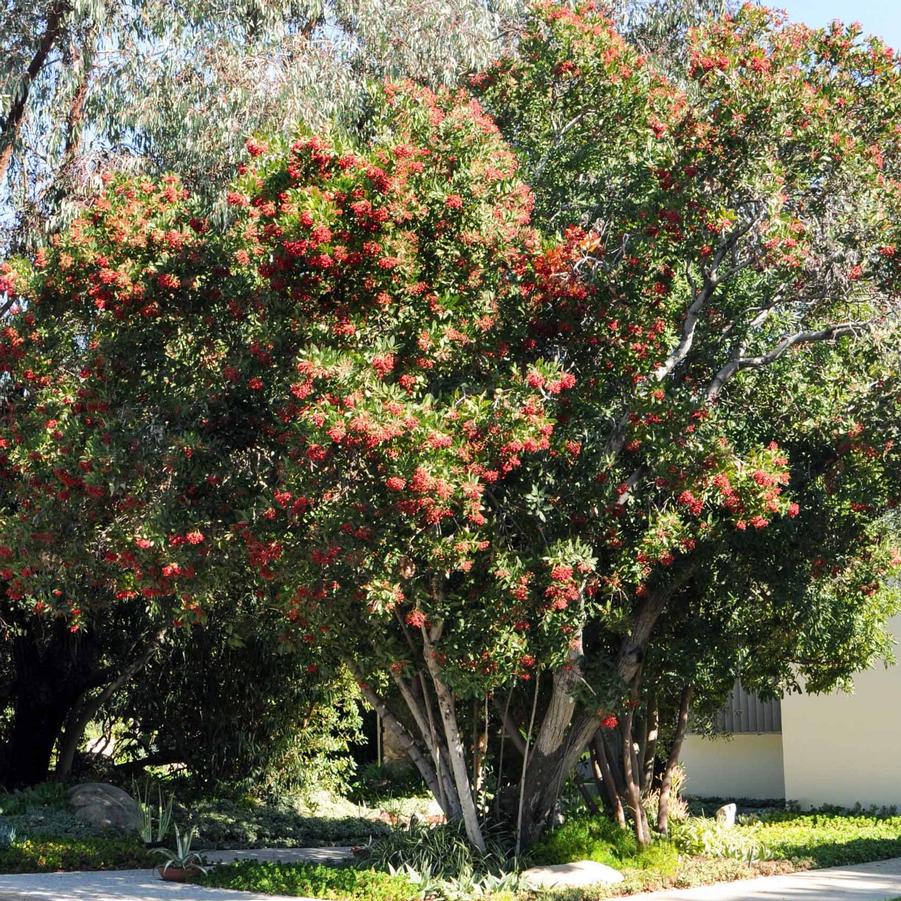 Heteromeles arbutifolia 