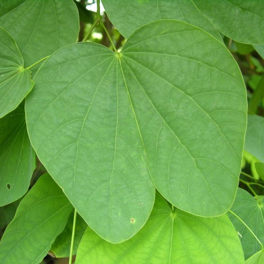 Bauhinia blakeana 