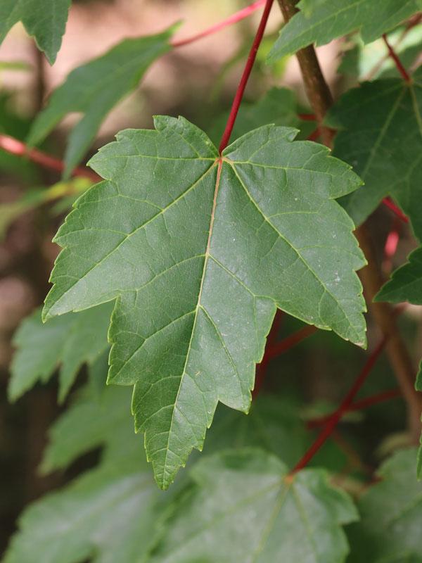Acer rubrum Burgundy Belle&reg;