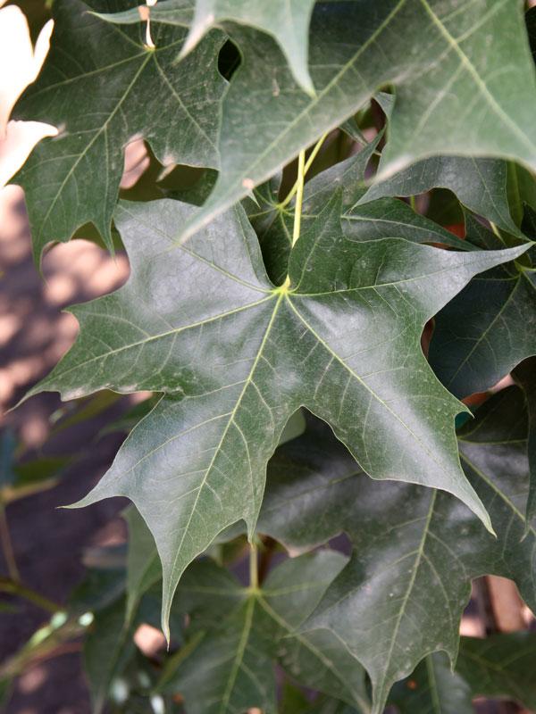 Acer truncatum x platanoides Ruby Sunset&reg; Ruby Sunset&reg;