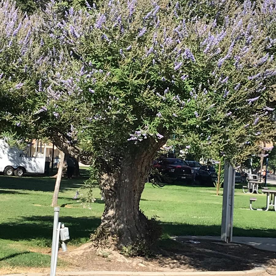 Vitex agnus-castus 