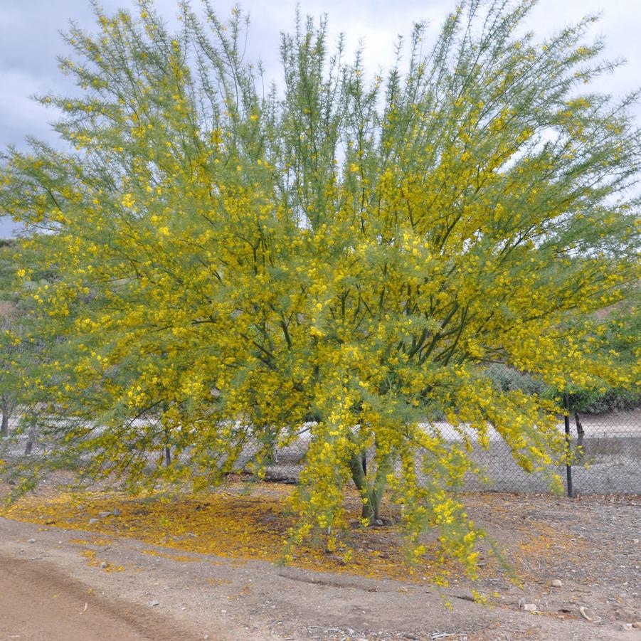 Cercidium Desert Museum