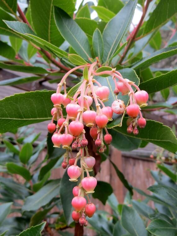 Arbutus unedo Marina