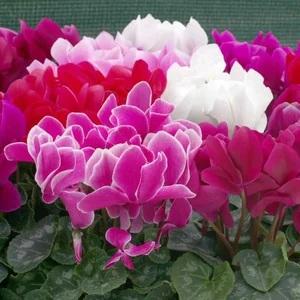 Cyclamen persicum latinia