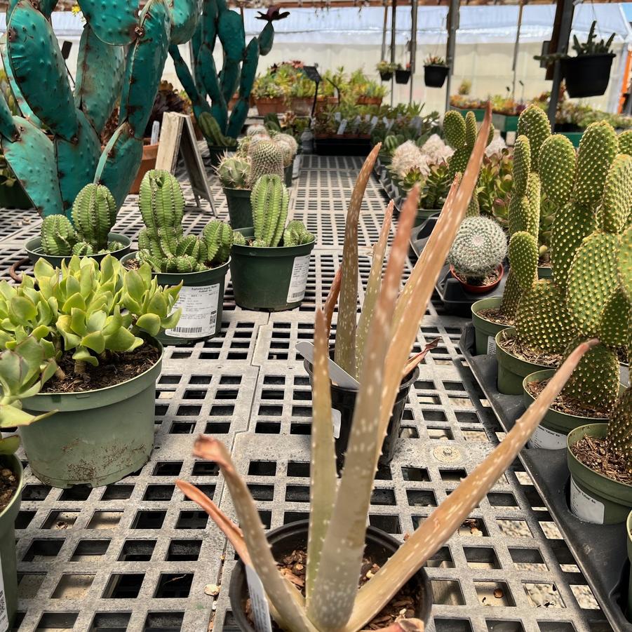 Cactus/Succulent 